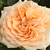 Pink - English rose - Ausjolly